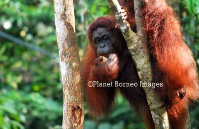 Semenggoh Orangutan Tours